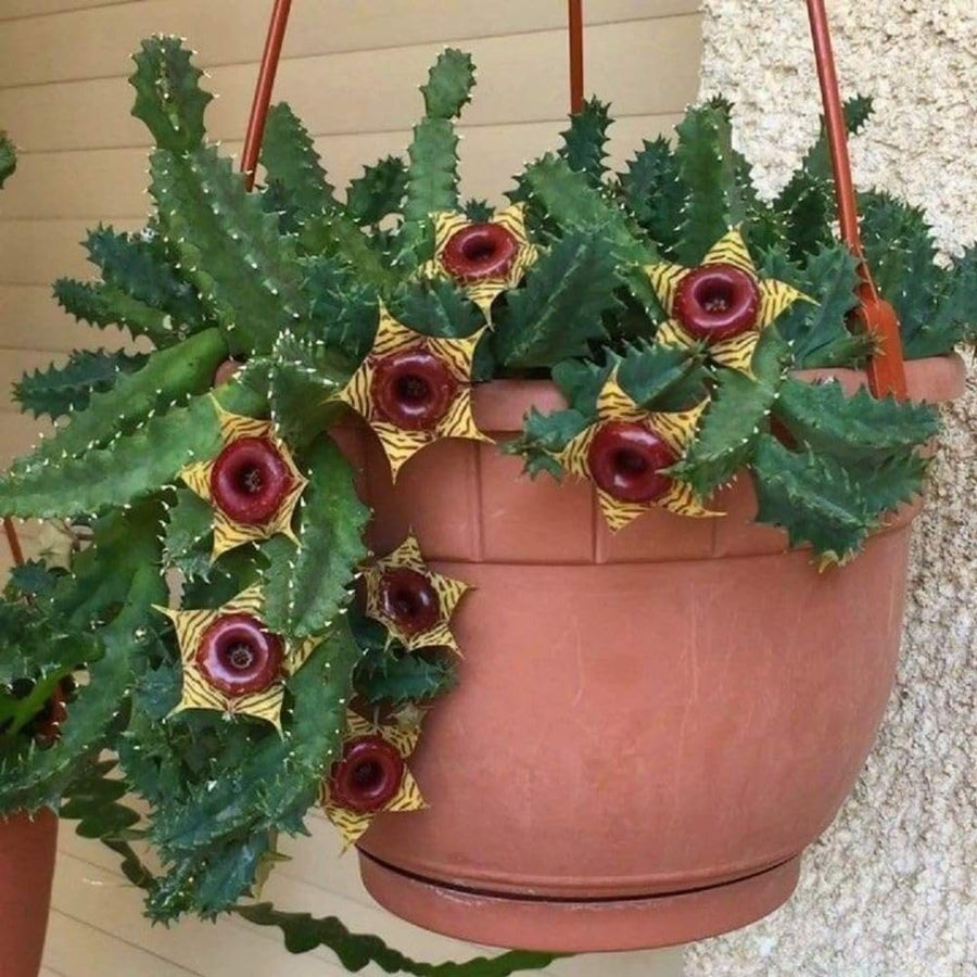 2 Starfish Cactus Plant 2 Inc Pot, Cactus Succulent Well Rooted 4-8 Inch Tall for Indoor Planting