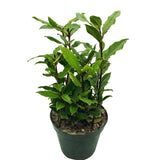 Sweet Bay Leaf Plant, Bay Laurel Tree Live Plant, Laurus Nobilis, 8 Inc Long, Container Garden Herb Plant Indoor Outdoor