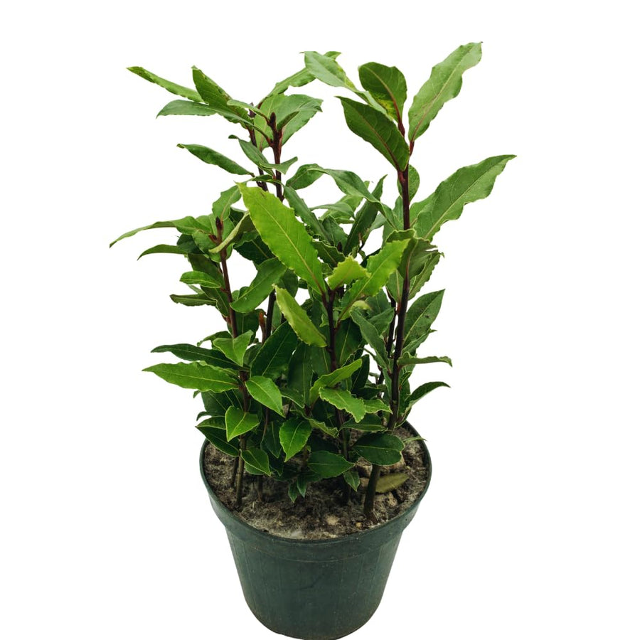Sweet Bay Leaf Plant, Bay Laurel Tree Live Plant, Laurus Nobilis, 8 Inc Long, Container Garden Herb Plant Indoor Outdoor