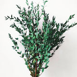 Parvifolia Eucalyptus Plant Live, Eucalyptus Live Plants, in 2.5" Pot, Well-Rooted Starter Plants for Indoor Outdoor Growing