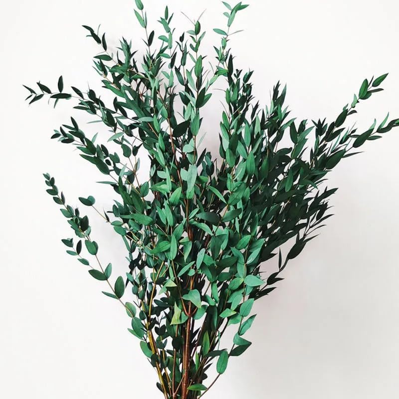 Parvifolia Eucalyptus Plant Live, Eucalyptus Live Plants, in 2.5" Pot, Well-Rooted Starter Plants for Indoor Outdoor Growing