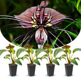 2 Black Bat Flower Live Plants, Bat Orchird Tacca Chantrieri Houseplant 4-6 Inches Tall