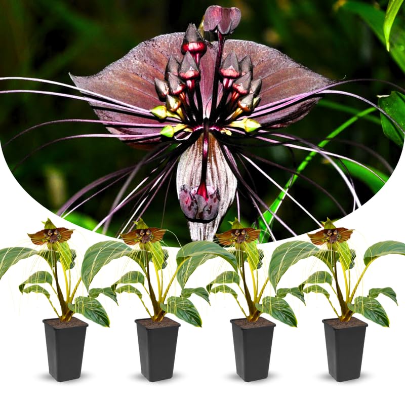 2 Black Bat Flower Live Plants, Bat Orchird Tacca Chantrieri Houseplant 4-6 Inches Tall