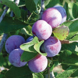 2 Plum Trees Live Plants, Bareroots 18 to 24 Inch Tall, Sweet American Plum Plant Live for Planting, Cold Hardy Plum Tree Plant
