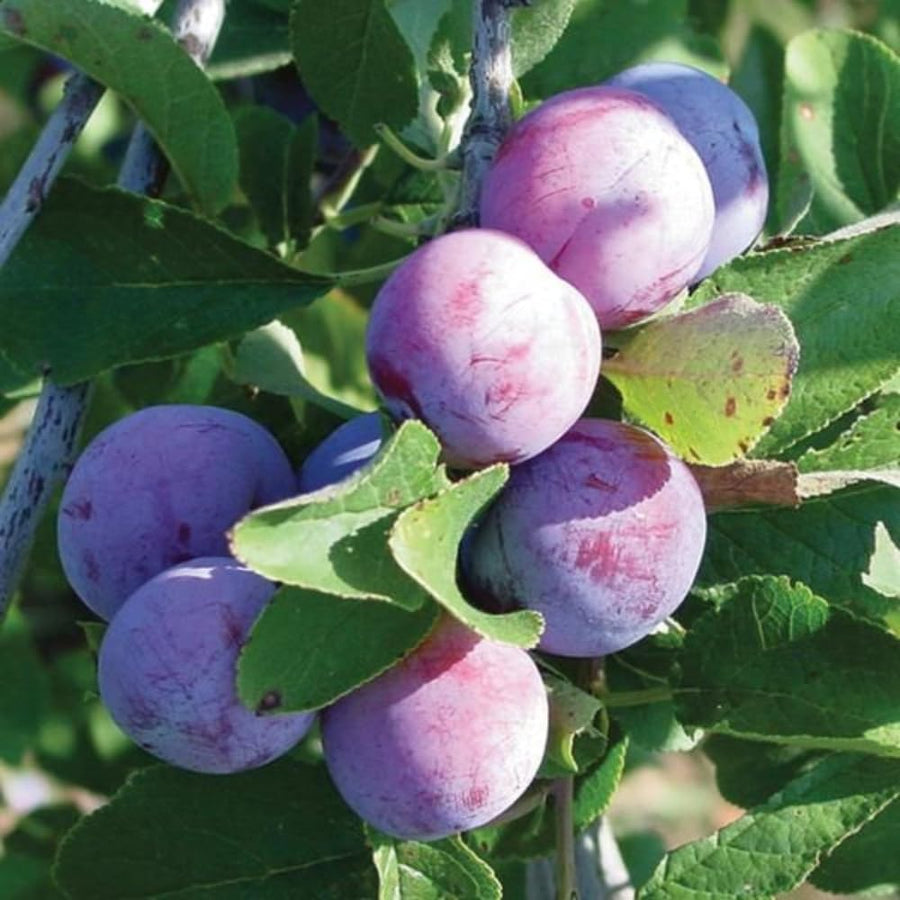 2 Plum Trees Live Plants, Bareroots 18 to 24 Inch Tall, Sweet American Plum Plant Live for Planting, Cold Hardy Plum Tree Plant