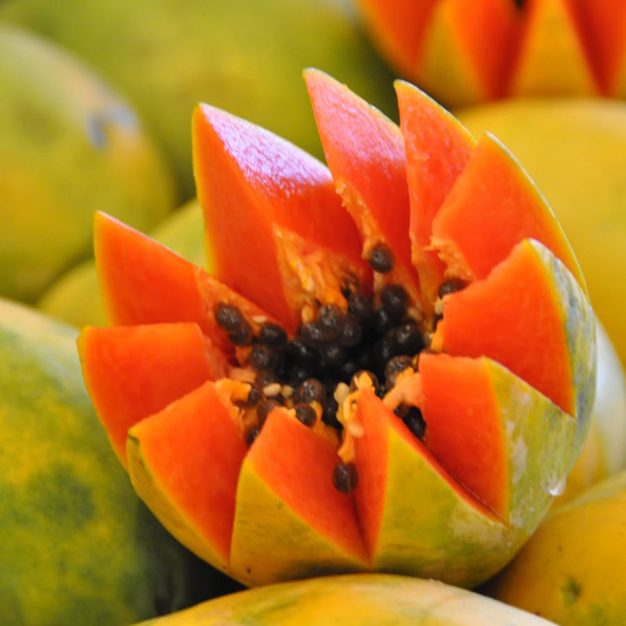 Set 3 Papaya Tree Live Plant, Papaya Plant Live, 4-7 Inc Tall, Fast Growing Fruit Plant for Containers and Outdoor Garden