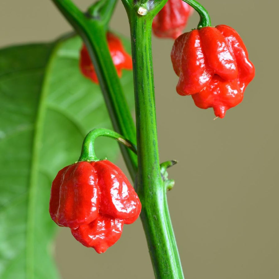 Carolina Reaper Live Pepper Plant, 4 Inch Pot, 3-6 Inch Tall Plant, Super Hot Chili Pepper for Home Gardens, Vegetable Growing and Harvesting