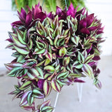Wandering Jew Live Plant, Purple Tradescantia Zebrina Succulent Plant Live for Growing Hanging Basket Plant, 2 Inc Pot
