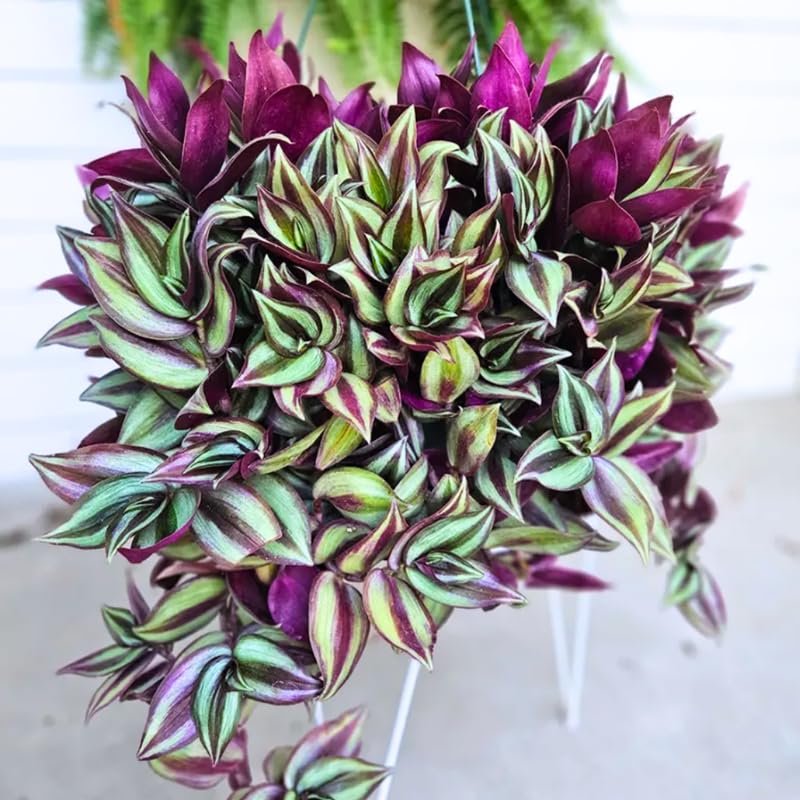 Wandering Jew Live Plant, Purple Tradescantia Zebrina Succulent Plant Live for Growing Hanging Basket Plant, 2 Inc Pot