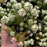 String Plant Live 4 Inch Pot, Rare Succulents Plants in Hanging Baskets, Trailing Succulent Houseplant for Home Office (Variegated String of Buttons)