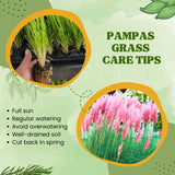Pack 2 Pampas Grass Plants, Live Pampas Perennial Grasses 4-8 Inches, Ornamental Grass for Outdoor Garden Landscaping - White Pampas