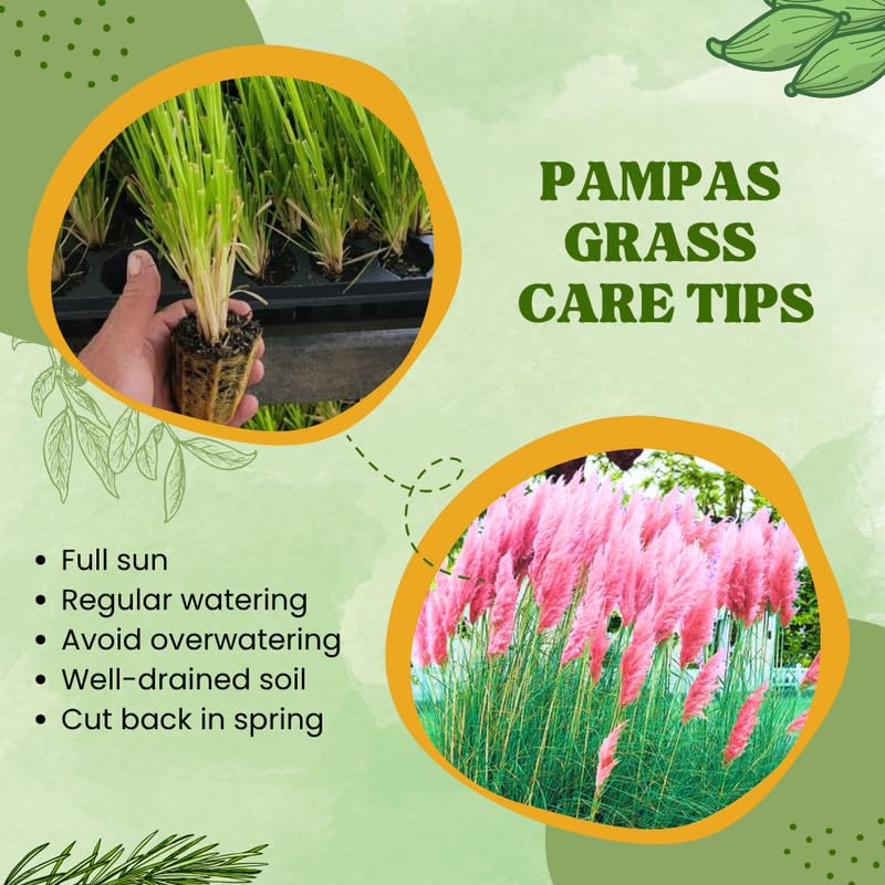 Pack 2 Pampas Grass Plants, Live Pampas Perennial Grasses 4-8 Inches, Ornamental Grass for Outdoor Garden Landscaping - White Pampas