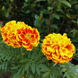3 Mix Marigold Plants Live, 3 Starter Plant, Live Marigold Flower Plants Indoor or Outdoors Growing Planting Gardening Flowering