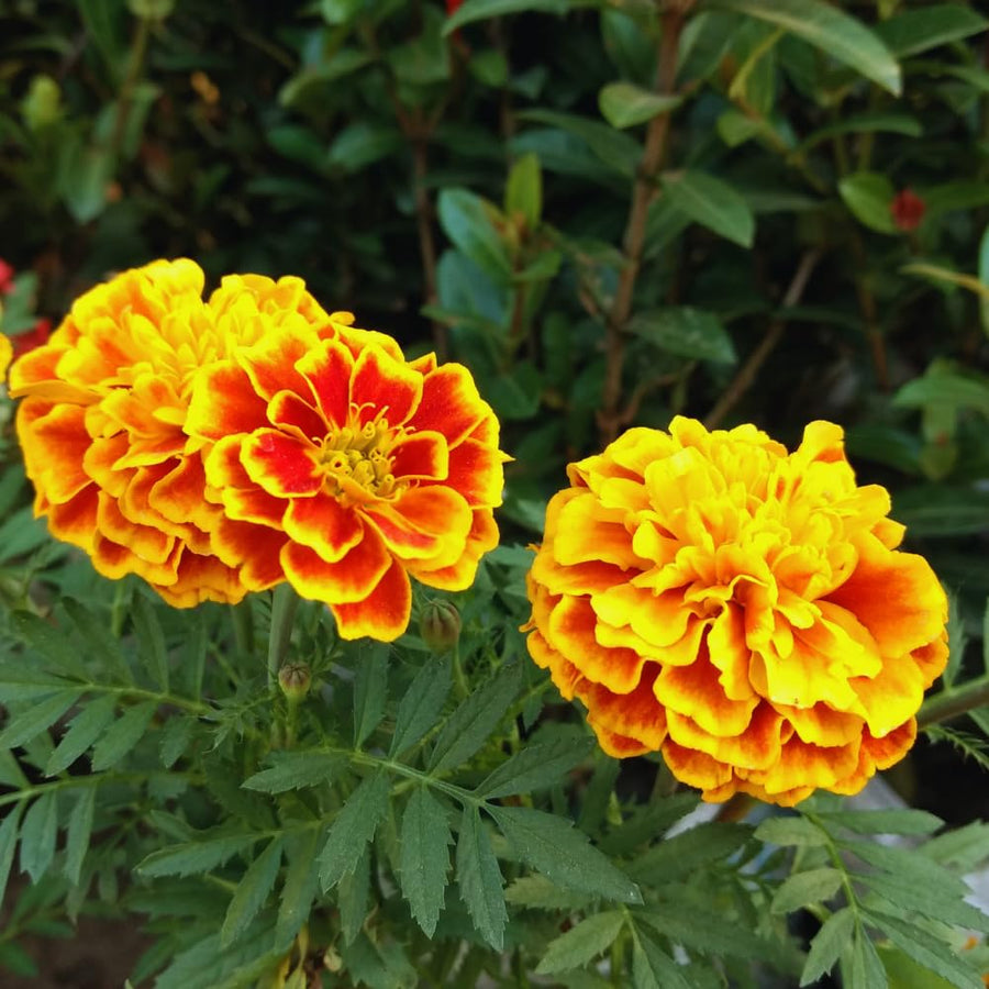 3 Mix Marigold Plants Live, 3 Starter Plant, Live Marigold Flower Plants Indoor or Outdoors Growing Planting Gardening Flowering