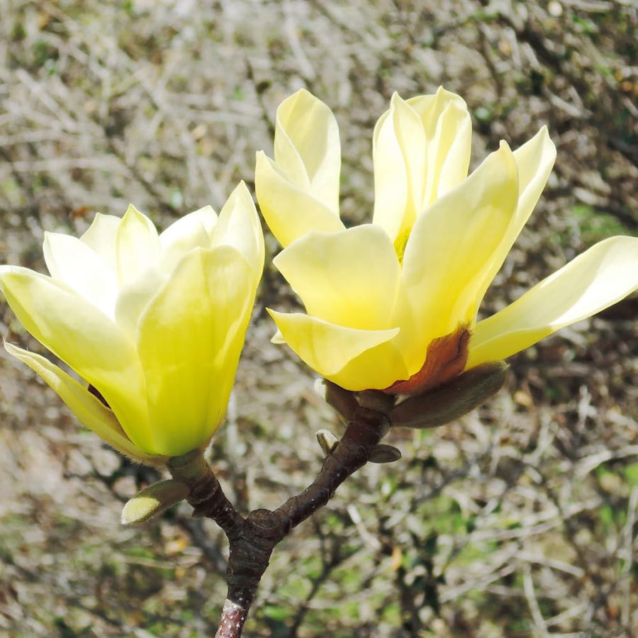 Yellow Magnolia Plant Live, Magnolia Flower Live Plant Pot 2.5'', Shrub Garden