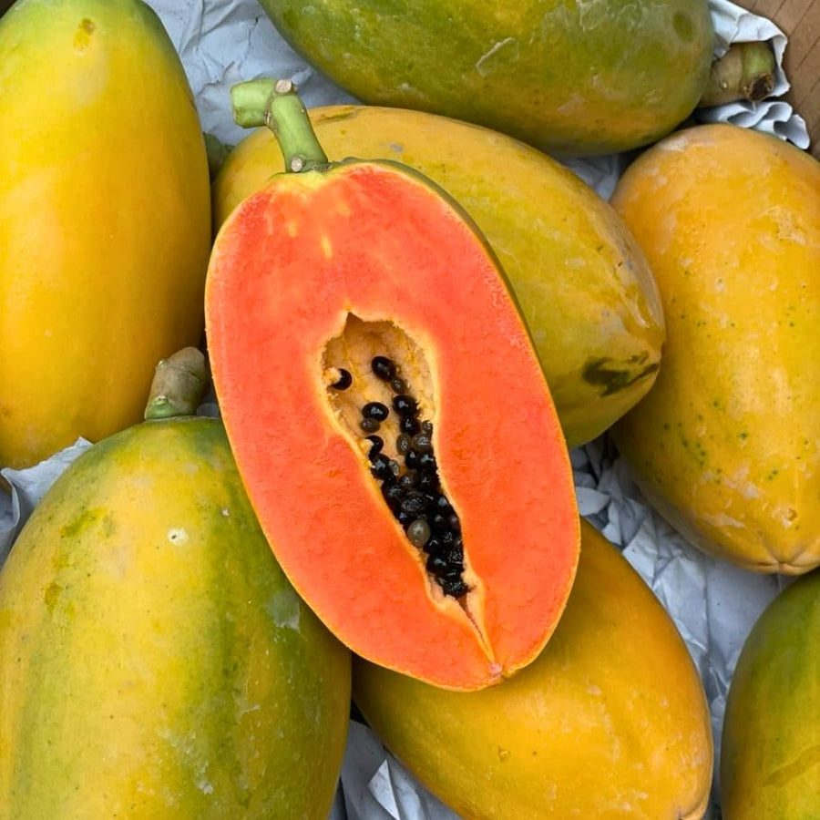 Papaya Tree Live Plant, Tropical Papaya Fruit Tree, 4-8 Inches Tall, Sweet Plant Starter for Outdoor Garden