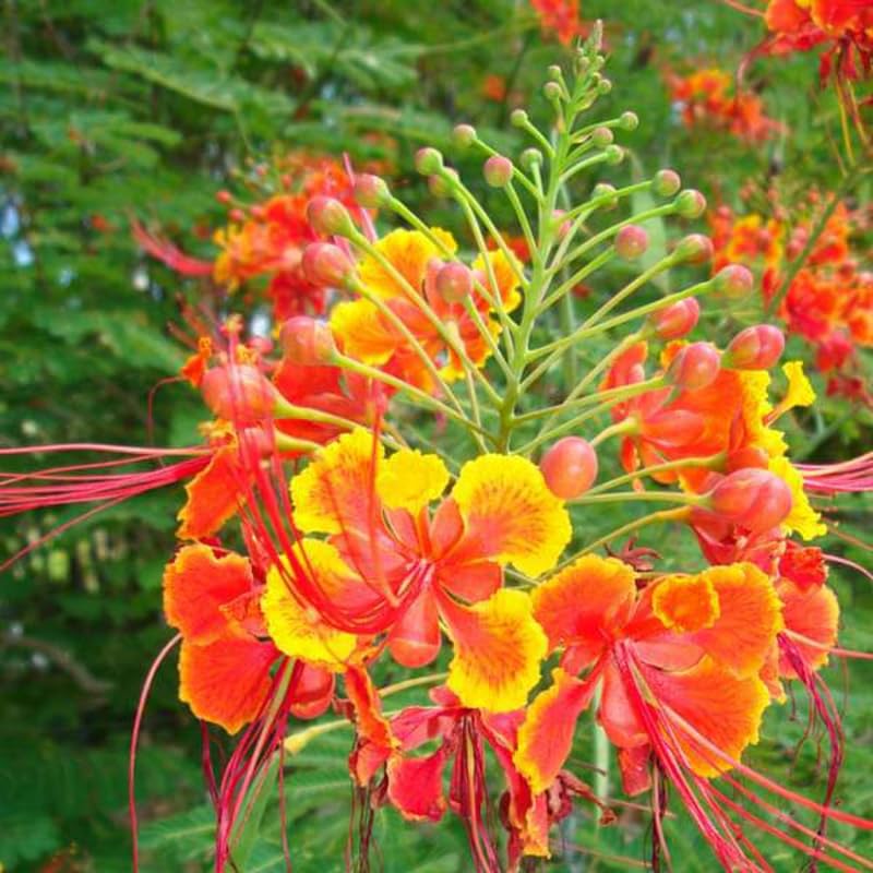 Red Bird of Paradise Plant Live, 6" to 8" in Tall in 4" Pot, Established Roots, Pride of Barbados Peacock Flower Tree, Royal Poinciana Flamboyant Like
