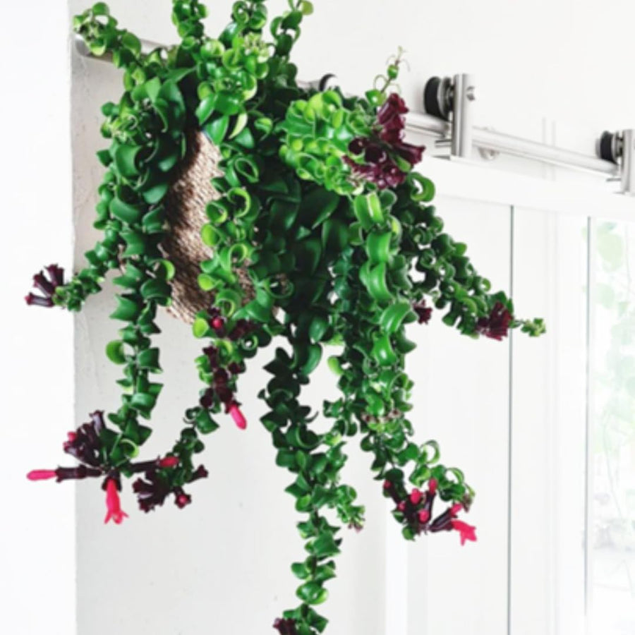 Aeschynanthus Curly Lipstick Plant Live, Starter Vine for Hanging Baskets Twisting Leaf Houseplant in 3-Inch Pot for Indoor Year-Round Planting