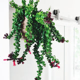 Well-Rooted Curly Lipstick Plant Live for Indoor Hanging Baskets, Aeschynanthus Twisted Lipstick Houseplant in 4" Pot, Lipstick Live Plants
