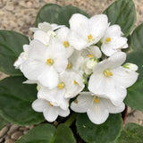 White African Violets Live Plant in 4" Pot, Starter African Violet for HouseplantIndoor Outdoor Home Decor