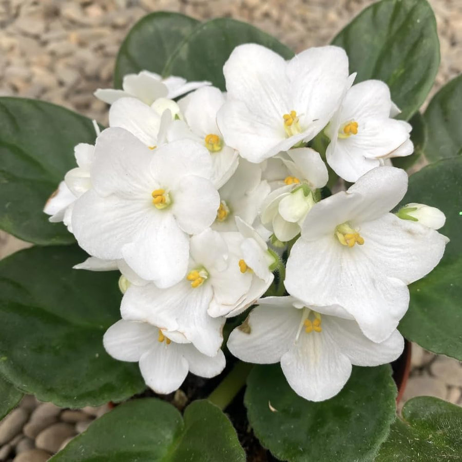 White African Violets Live Plant in 4" Pot, Starter African Violet for HouseplantIndoor Outdoor Home Decor