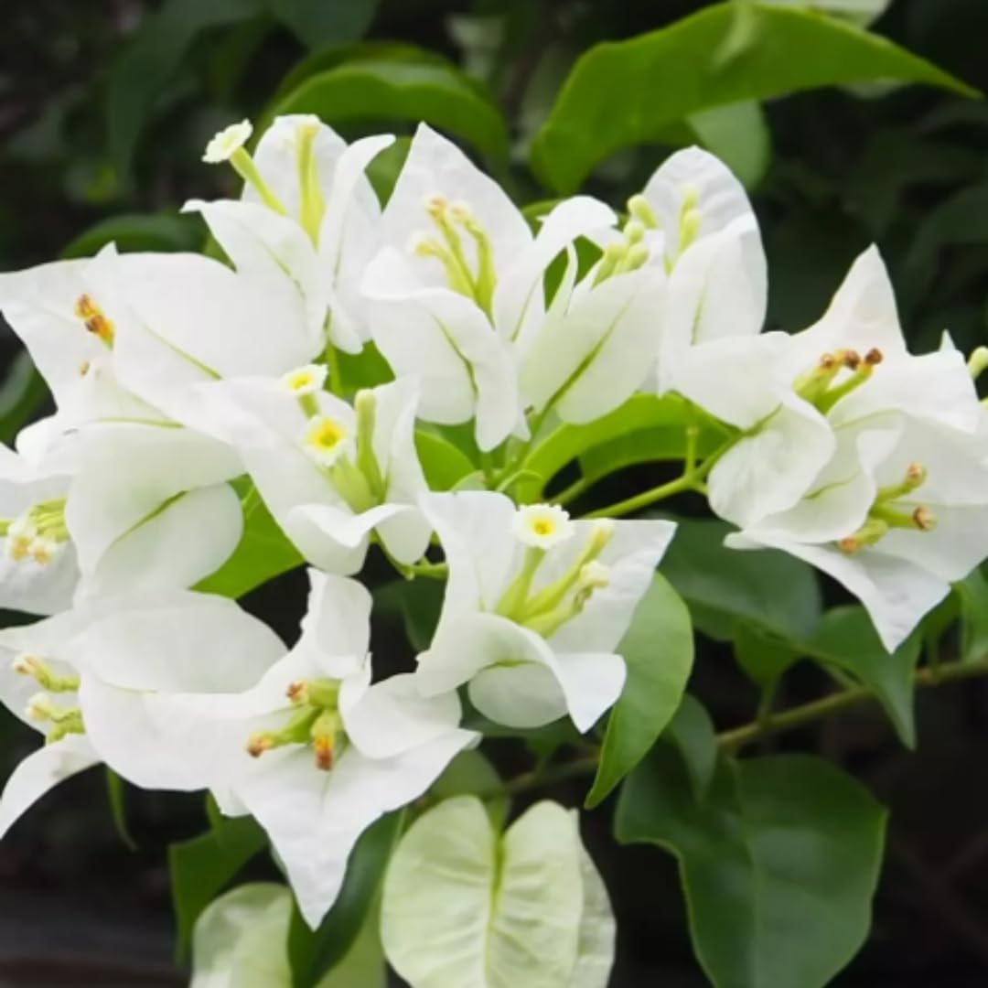 White Bougainvillea Tree Live Plant, 1 Year Old Ready to Plant Outdoor, Very Hardy, 6-10 Inches in Tall