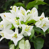 White Bougainvillea Tree Live Plant, 1 Year Old Ready to Plant Outdoor, Very Hardy, 6-10 Inches in Tall