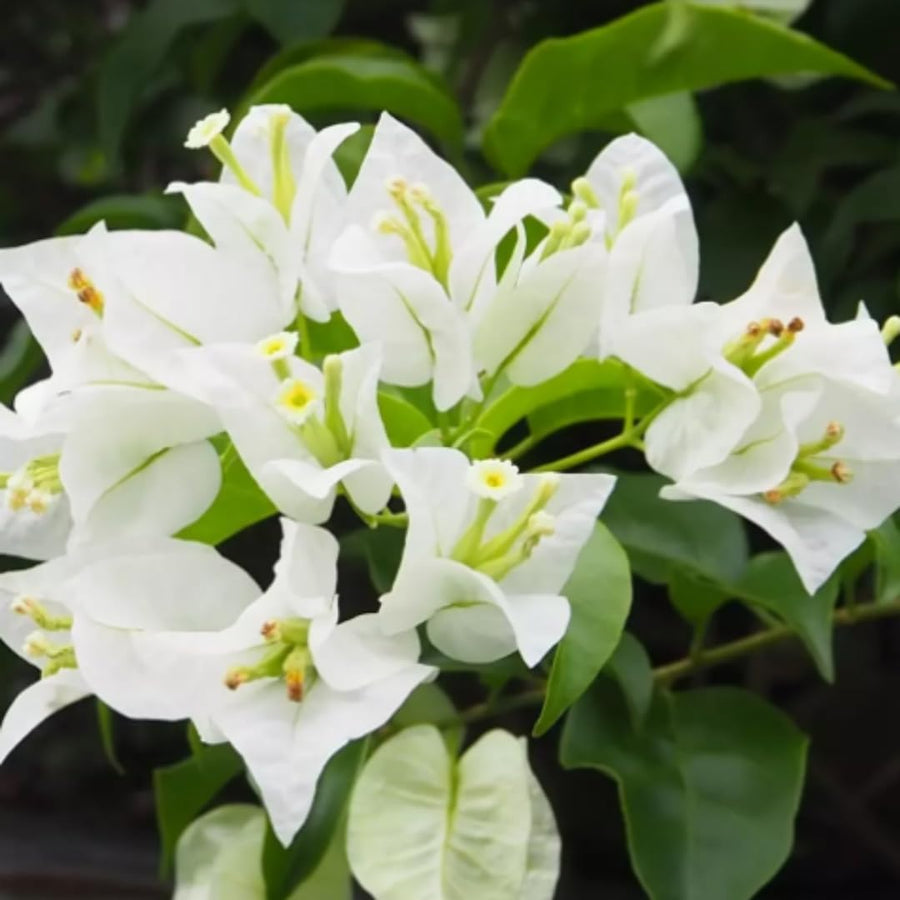 White Bougainvillea Tree Live Plant, 1 Year Old Ready to Plant Outdoor, Very Hardy, 6-10 Inches in Tall