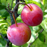 2 American Plum Trees Live Plants, 12 to 18 Inc Tall, Bareroots Dormant, Plum Plants Live for Planting, Sweet Plum Trees Plants