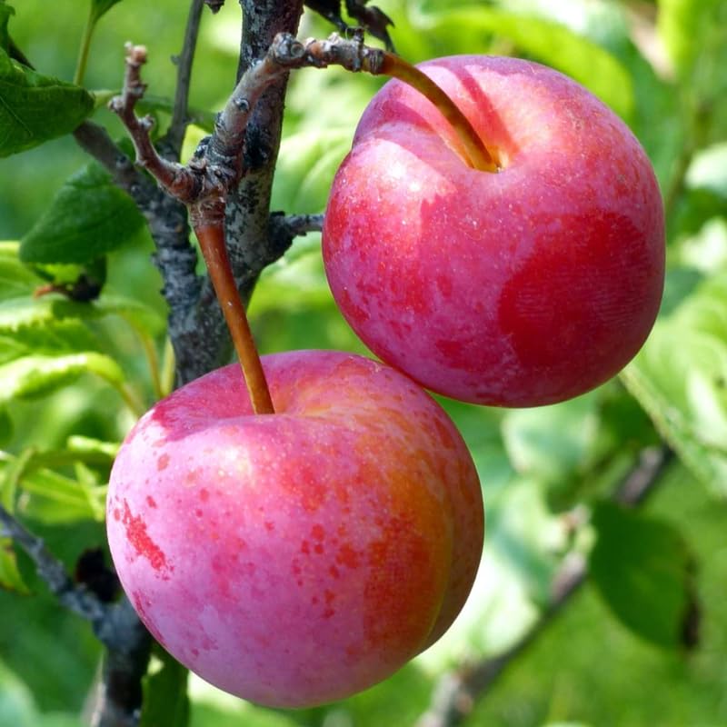2 American Plum Trees Live Plants, Bareroots, 12 to 18 Inch Height, Plum Plants Live for Planting, Sweet Plum Trees Plants