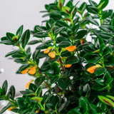 Trailing Goldfish Plants Live in 4" Pot, Goldfish Plant Live Houseplant, Live Indoor Plant for Home and Office Decoration, Well-Rooted, 4-7 Inches Tall