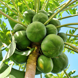 Papaya Live Plant, Tropical Papaya Fruit Tree for Planting Outdoor, 5-8 Inches Tall
