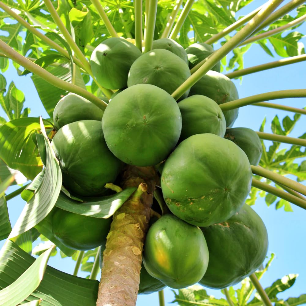 Papaya Live Plant, Tropical Papaya Fruit Tree for Planting Outdoor, 5-8 Inches Tall