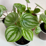 Watermelon Peperomia Live Plant, Houseplant Peperomia in 4 Inc Pot, Green Sliver Leaves