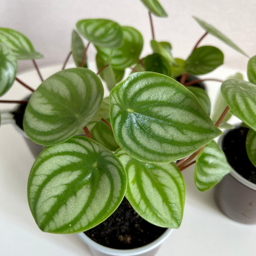 Watermelon Peperomia Live Plant, Houseplant Peperomia in 4 Inc Pot, Green Sliver Leaves