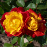 Yellow Orange Climbing Rose Live Plant, Fragrant Climber Rose for Garden, Hybrid Tea Roses Bushes, Establish Root, Cut Back
