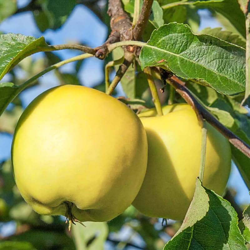 Yellow Apple Tree Live Plant, 2 Feet Tall, Sweet Apple Plant Live for Planting, Live Apple Tree Plant, Golden Apple Fruit Tree, Bareroot