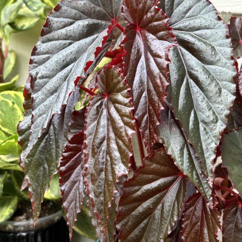 Angel Wing Begonia Live Plant, Polka Dot Begonia Maculata Plants, 4-7" Starter Indoor Outdoor Houseplant Décor, Air-Purifying and Easy Care, Soft and Beautiful