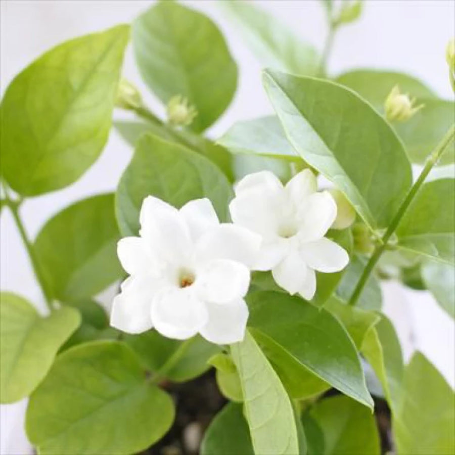 Arabian Jasmine Plant Live, Maid of Orleans Sambac Jasmine Live Plants Climbing Vine Indoor Outdoor Fragrant Flower Garden Planting