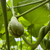Chayote Squash Plant Live, Vegetable Plant, 8-10 Inches Tall, Outdoor Planting