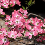 2 Pink Dogwood Plants Live 8-14 Inch Tall, Dogwood Tree Live Plant for Planting Quart Pot, Pink Dogwood Live Plant Dogwood Bush, Dogwood Plant Live, Dogwood Flowers