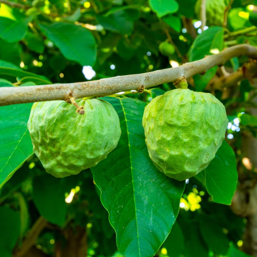 Cherimoya Tree Live Plant, Live Sweet Cherimoya Plants, Tropical Fruit Plant for Outdoor Planting, 4-6 Inches Tall