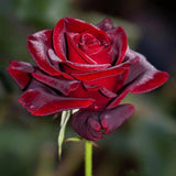 Black Red Climbing Rose Live Plant, Fragrant Rose Bush Ready to Plants, Zone 5 to 9, Size 5 to 7 Inches and Bare Root