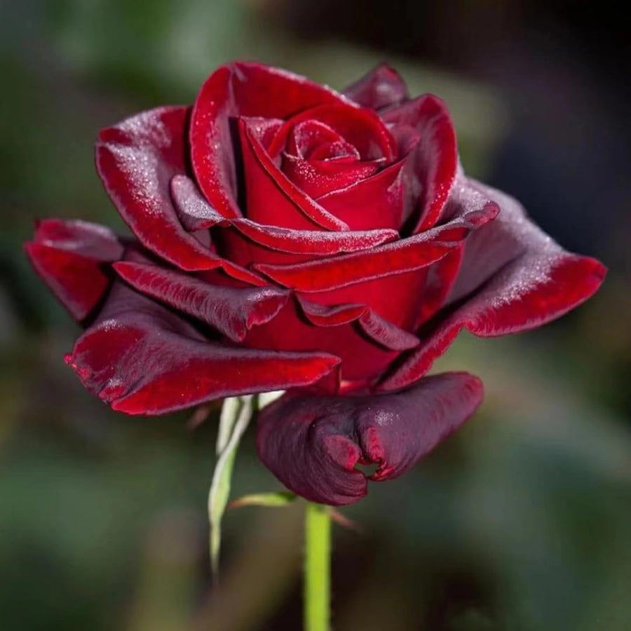 Black Red Climbing Rose Live Plant, Fragrant Rose Bush Ready to Plants, Zone 5 to 9, Size 5 to 7 Inches and Bare Root
