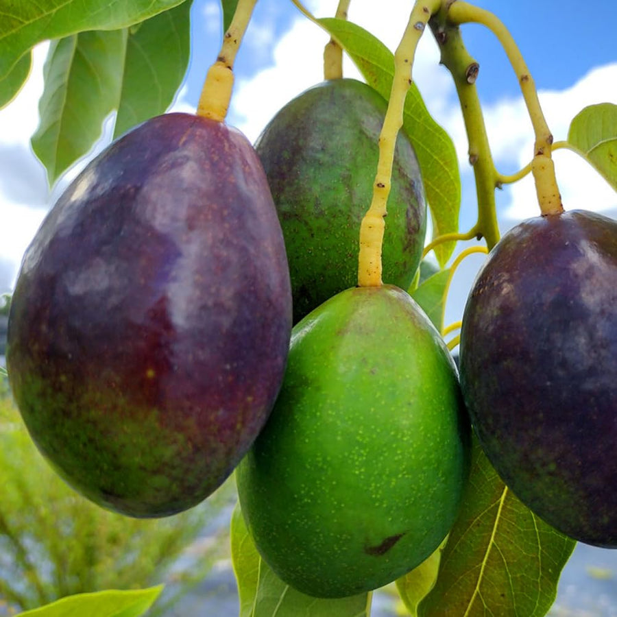 Avocado Tree Live Plant, 3 Feet Avocado Tree, Cold Hardy Purple Avocado for Outdoor Planting and Home Orchard