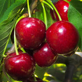 Red Cherry Tree Live Plant, Sweet Cherry Plant Live Fruit Tree 3-4 Feet Height, Large Dark Red Cherry Tree Plant for Planting
