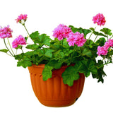2 Pink Geranium Plants Live, 3 to 6 Inches Tall, Geranium Flower Plants Indoor Outdoor, Geranium Plant, No Potted