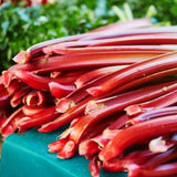 Set 5 Red Rhubarb Plants Roots for Planting, Rhubarb Root Plant, Rhubarb Plants Live Root, Hardy Vegetable
