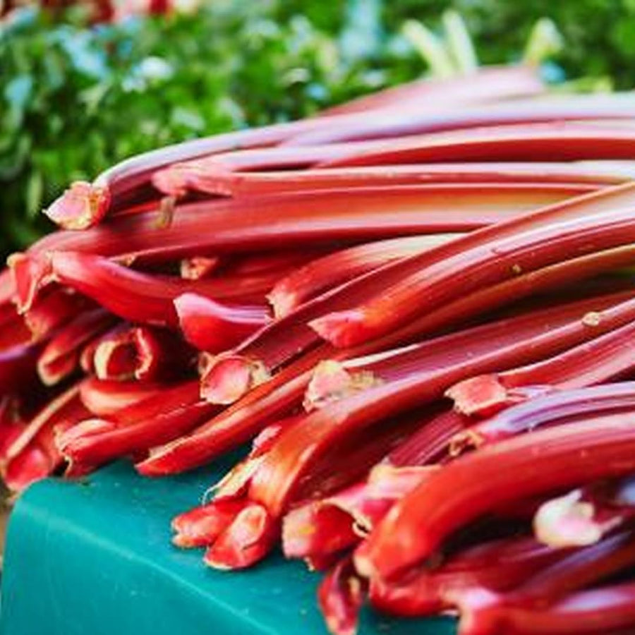 Set 5 Red Rhubarb Plants Roots for Planting, Rhubarb Root Plant, Rhubarb Plants Live Root, Hardy Vegetable