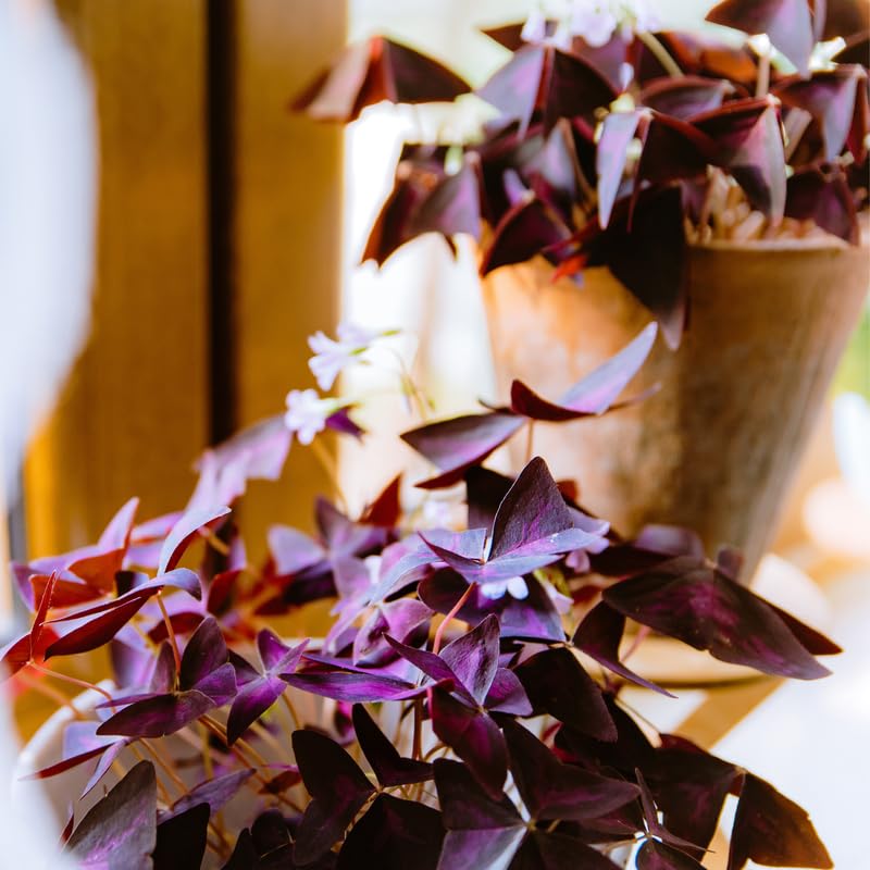 Purple Oxalis Triangularis Plant Live, 5-8 Inch Tall Purple Shamrock Houseplant, Indoor Decorative Foliage Plant, No Pot